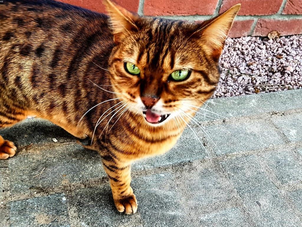 ព័ត៌មានថ្មីៗ៖ ការកើនឡើងនៃបច្ចេកវិទ្យាដែលកំពុងពេញនិយម